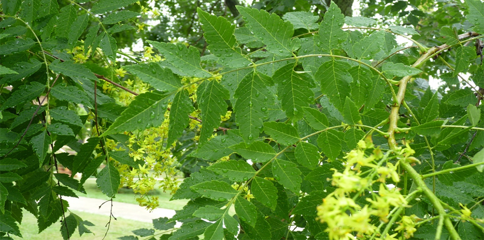 Golden Rain Tree Leaf Identification