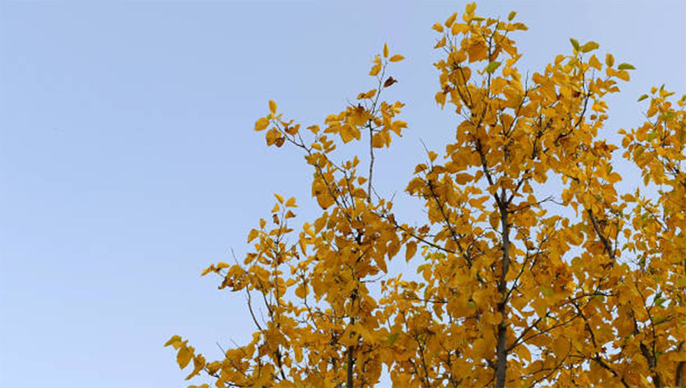 Golden Rain Tree Height and Spread