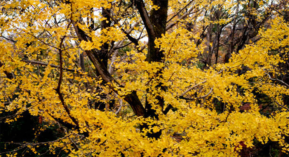 Goldspire Ginkgo