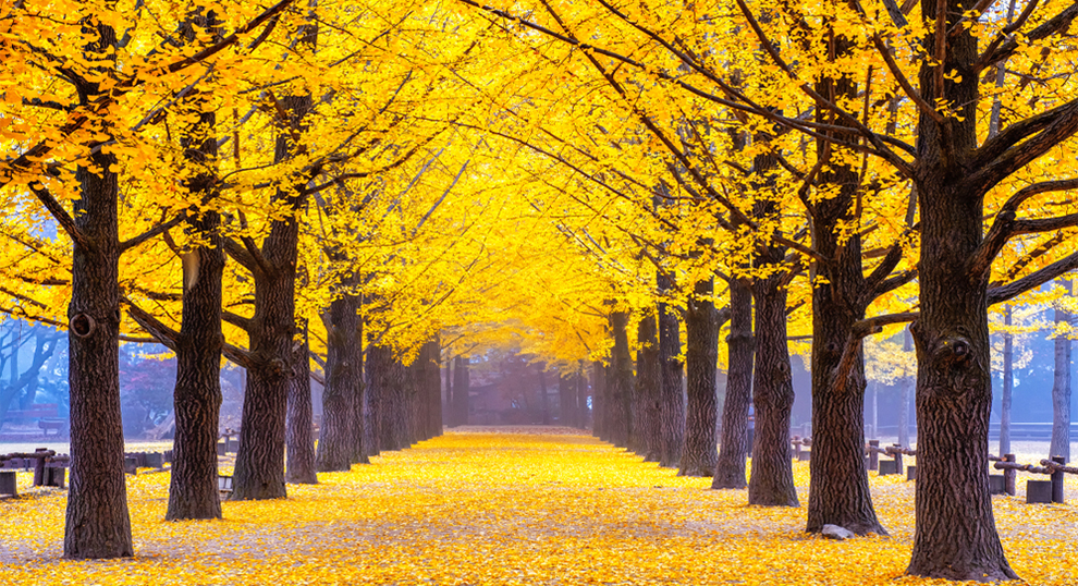 Goldspire Ginkgo