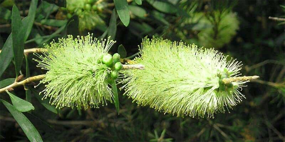 Green Bottle Brush