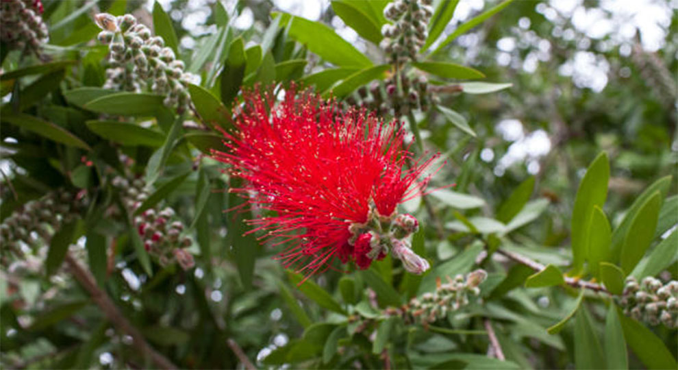 Grow Bottlebrush From Seed