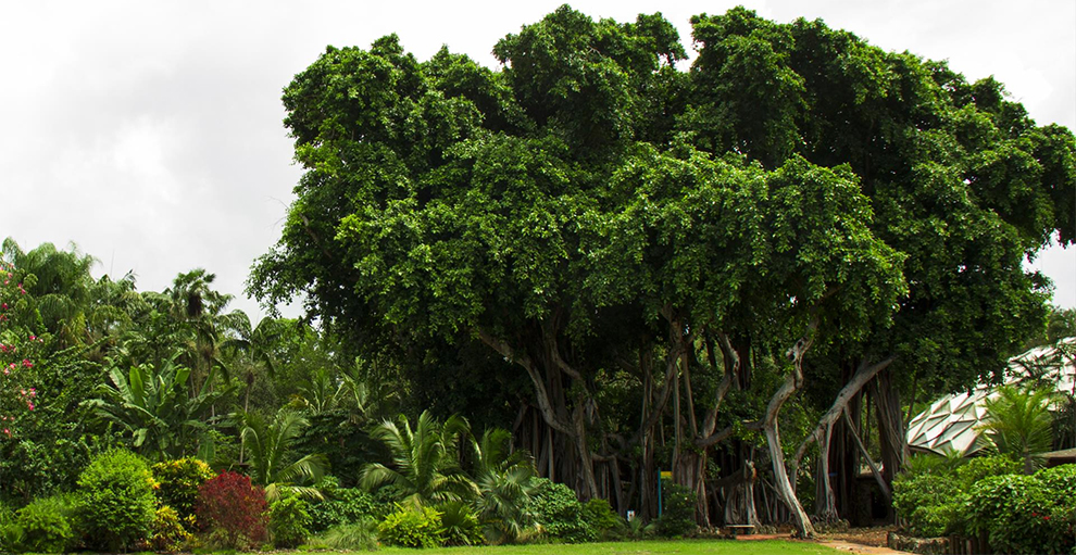 Grow Banyan Trees Outdoors At Home
