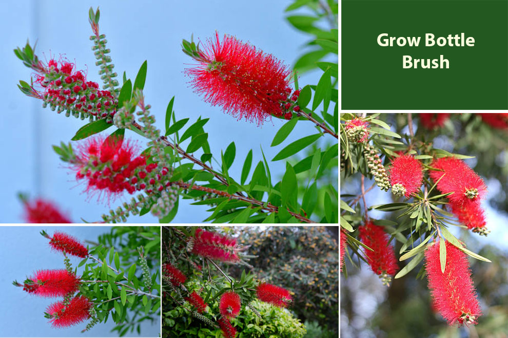 Grow Bottle Brush