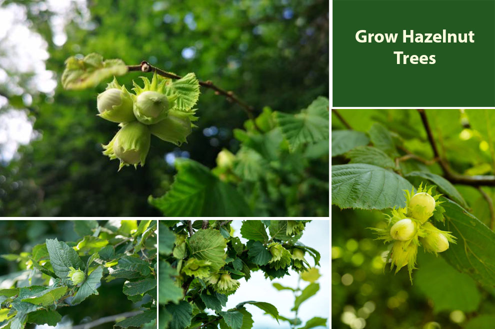  Grow Hazelnut Trees