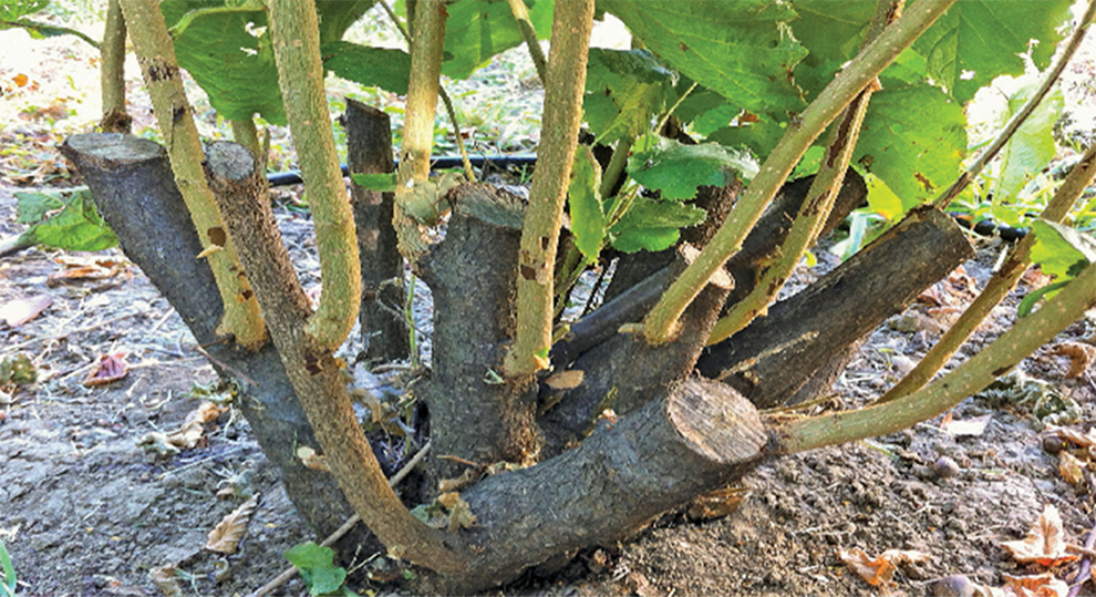 Grow Hazelnuts From Cuttings