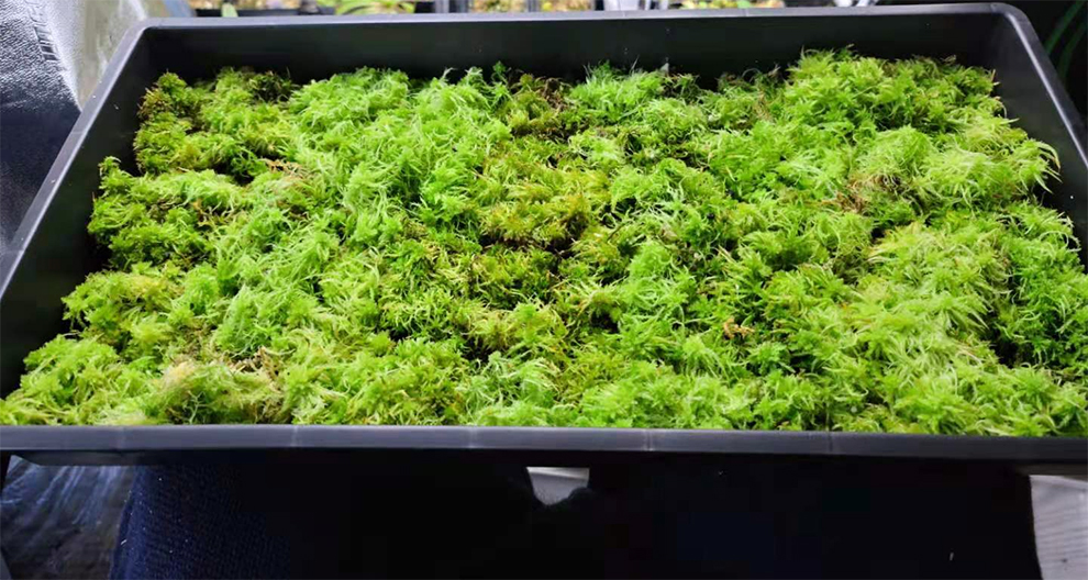 Grow Live Sphagnum Moss