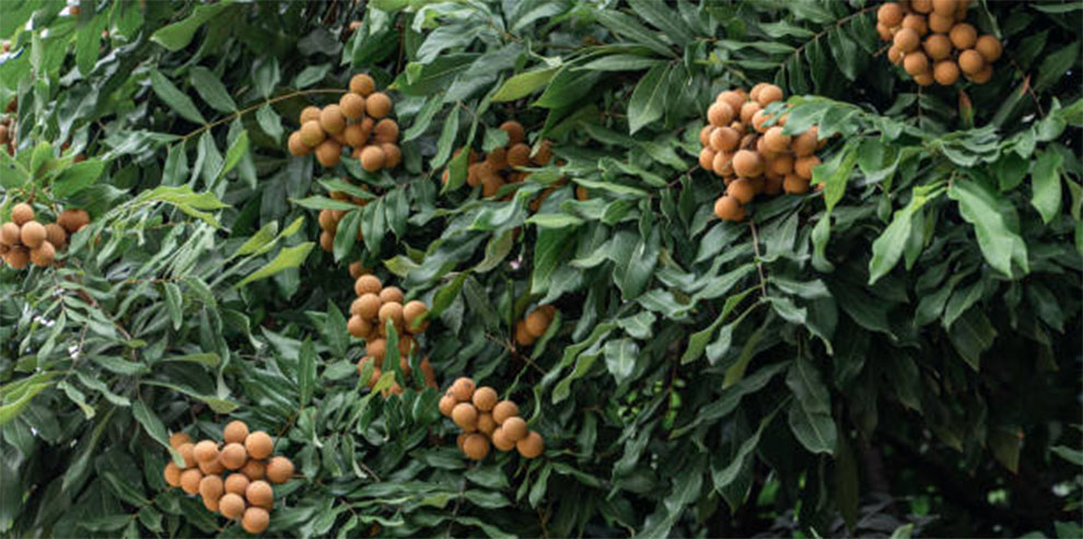 Grow Longan From Seed and Bear Fruit