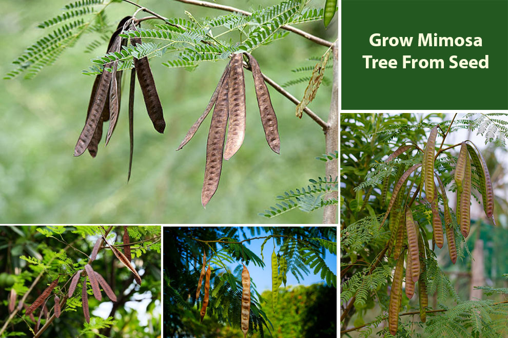 Grow Mimosa Tree From Seed