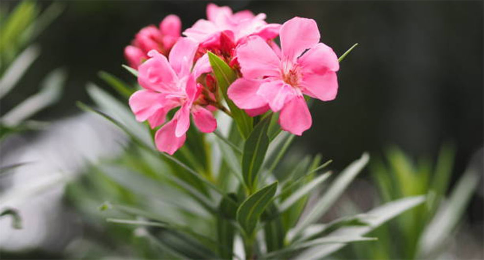 Grow Oleander Plant 