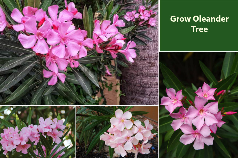 Grow Oleander Tree