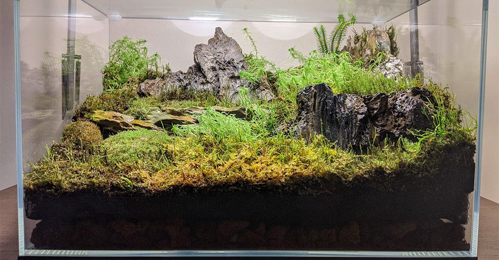 Grow Sphagnum Moss In A Terrarium