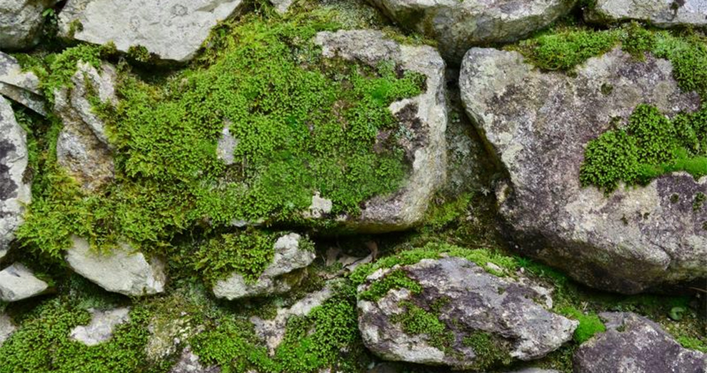 Grow Sphagnum Moss On Bricks