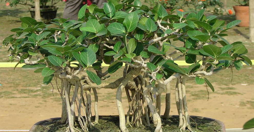 Growing Banyan Tree Houseplant In A Pot