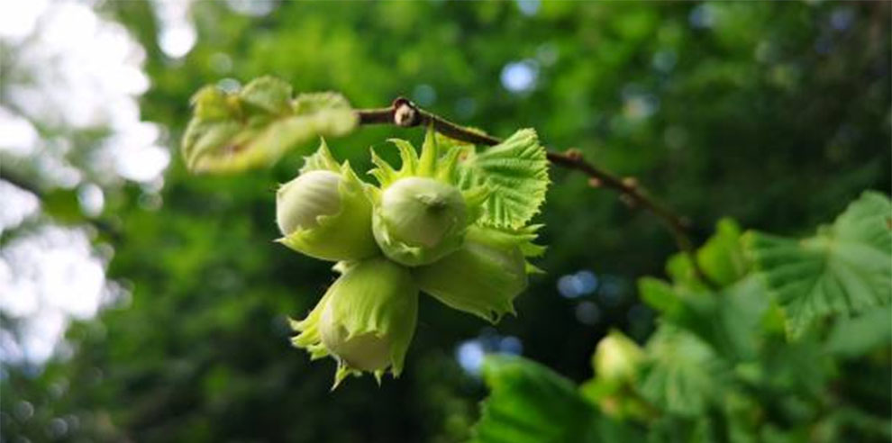 Growing Hazelnut Trees