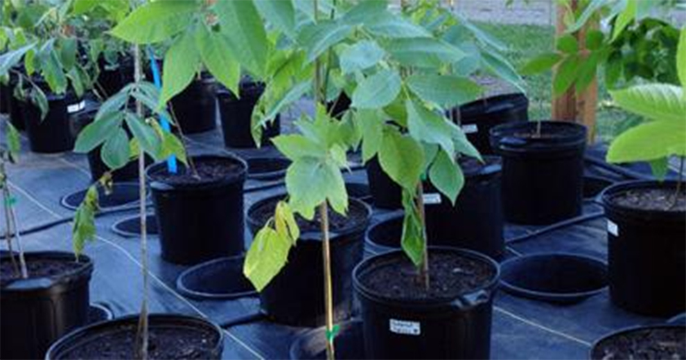Growing Hazelnuts in Containers
