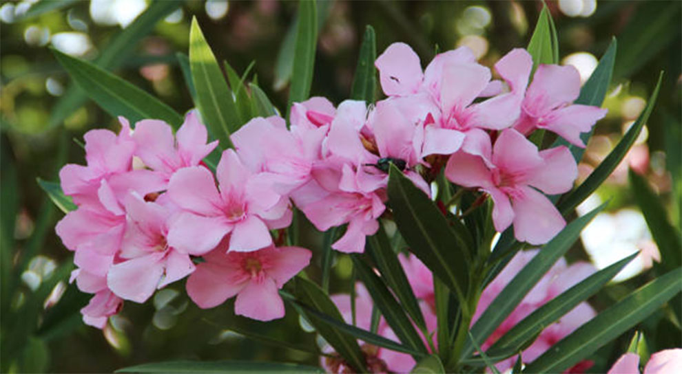 Hardy Pink Oleander