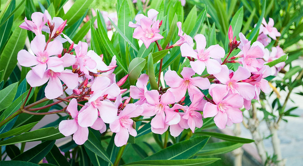 Hardy Pink Oleander
