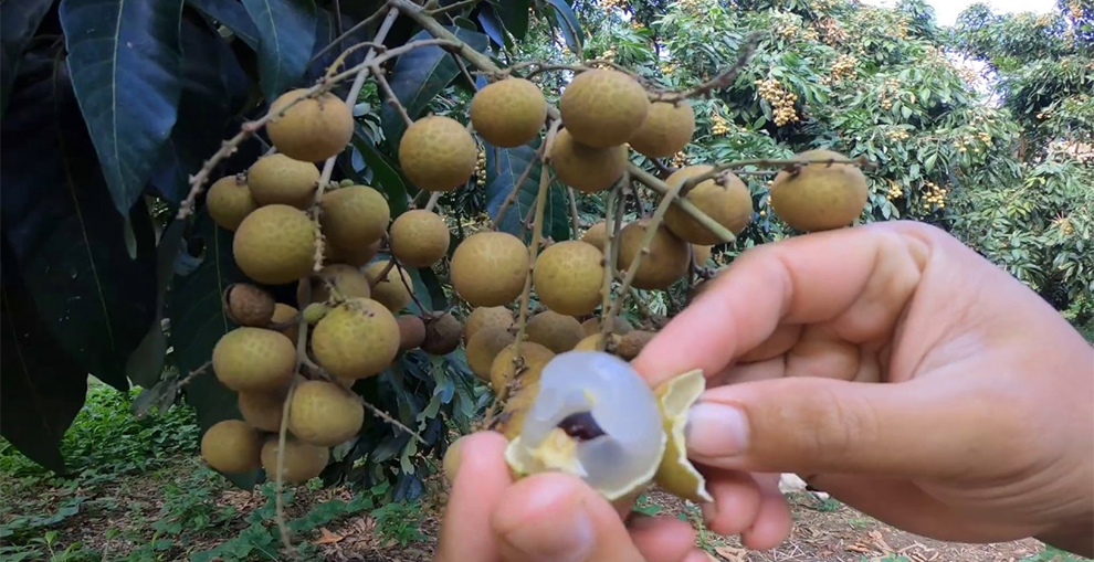 Harvest Longan Fruit
