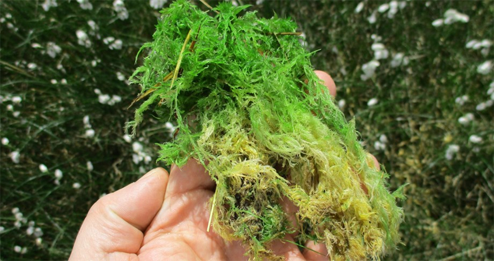 Harvest Sphagnum Moss