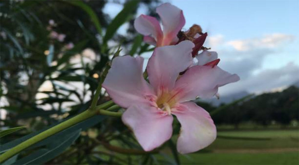 Hawaii Oleander