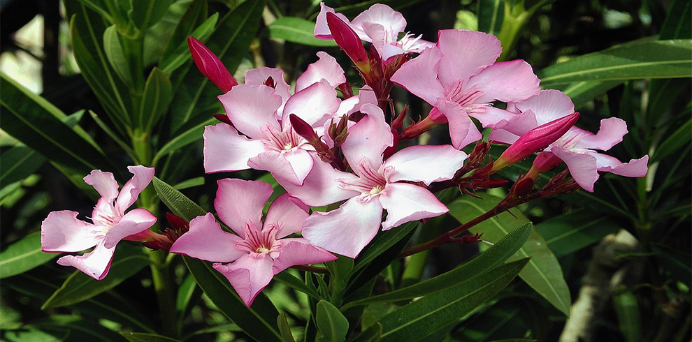 Different Types of Oleander Plant Varieties & Tree Species ...