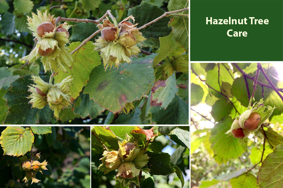 Hazelnut Tree Care