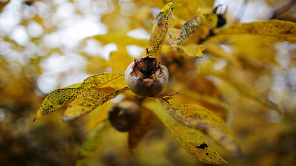 My Hazelnut Tree Dying