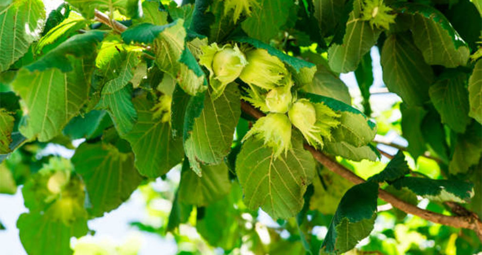 Hazelnut Trees Need Full Sun