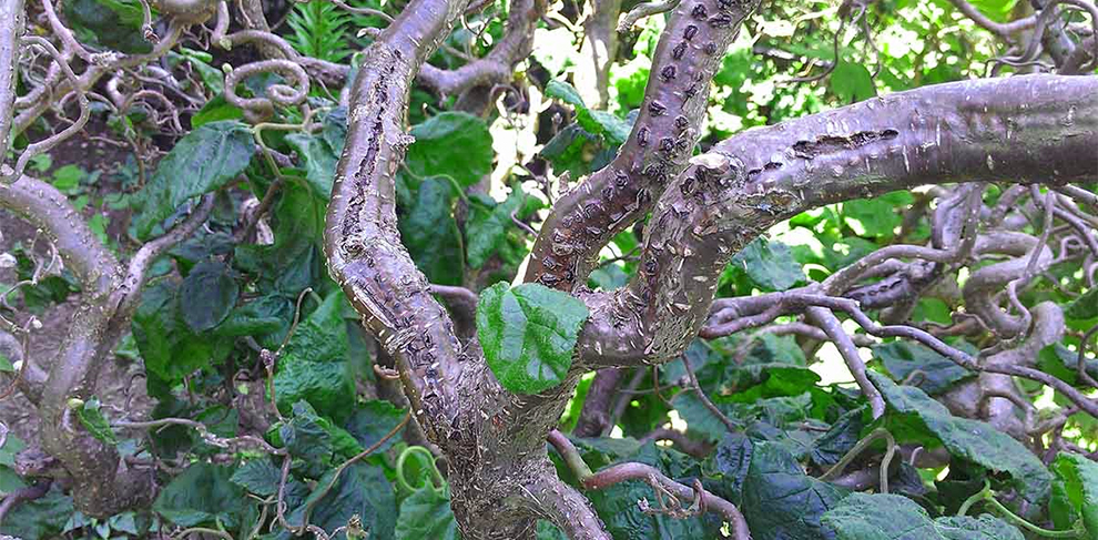 Hazelnut Tree Problems