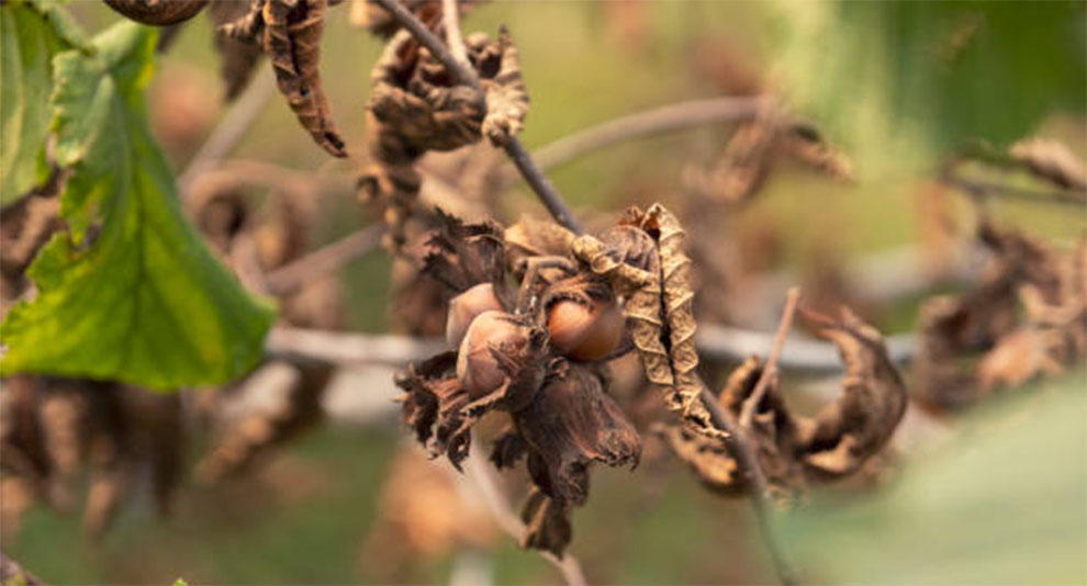 Hazelnut Tree Propagation And Problems