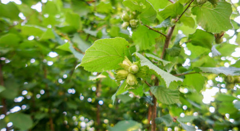 Hazelnut Tree Information