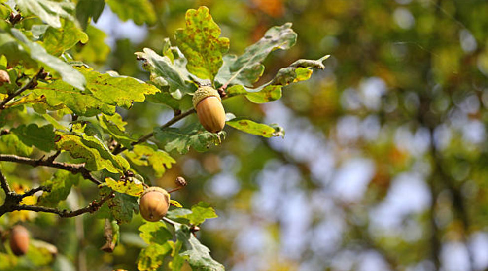Hazelnut Tree Lifespan