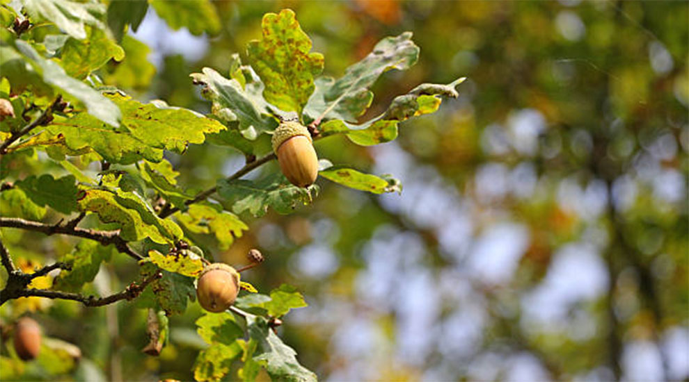 Hazelnut Tree Lifespan