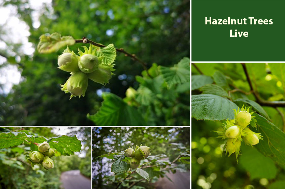 Hazelnut Trees Live