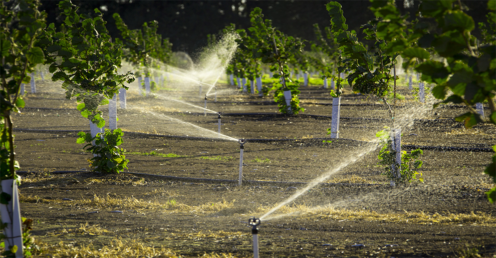 Hazelnut Trees Need A Lot Of Water