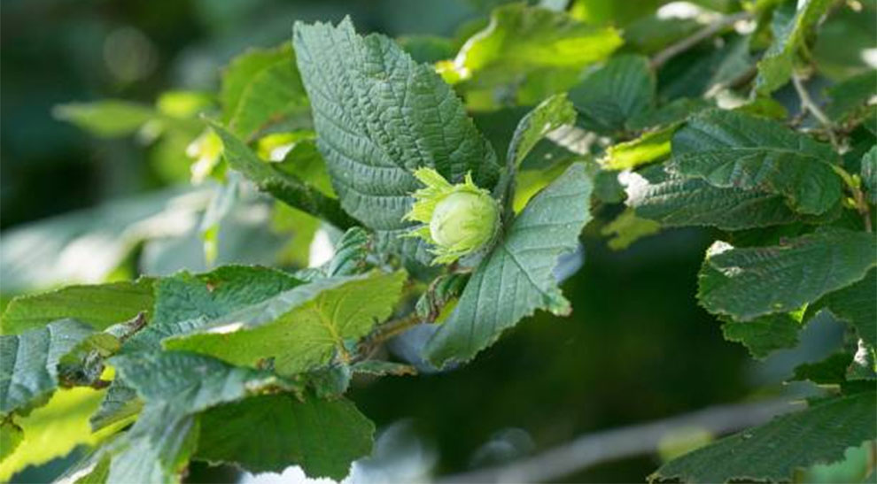 Hazelnuts Popular