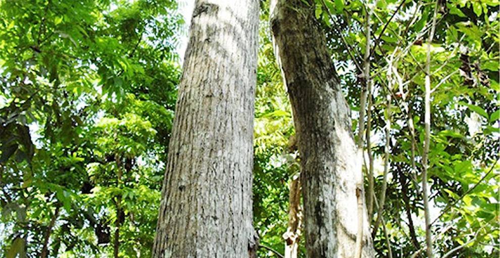Honduras Mahogany: Swietenia humilis