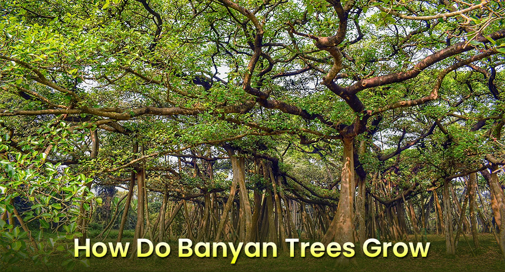 How Do Banyan Trees Grow 