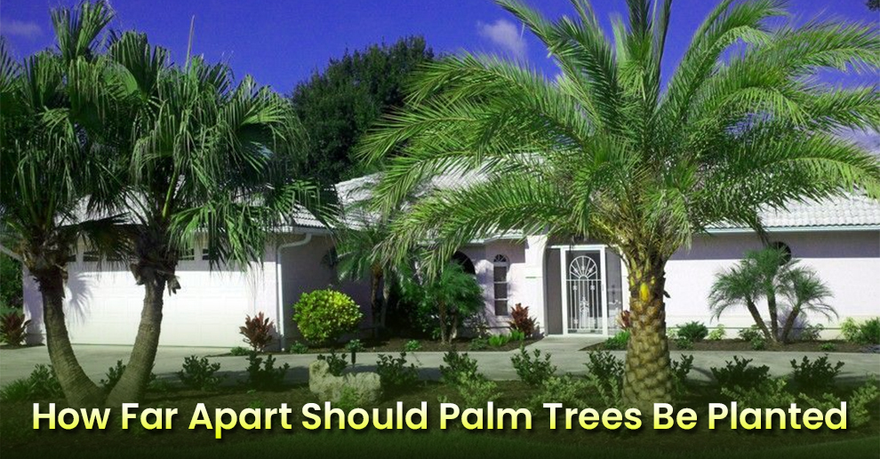 How far Apart Should Palm Trees Be Planted