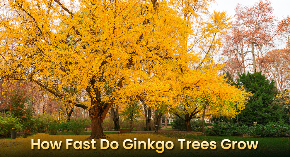 How Fast Do Ginkgo Trees Grow 