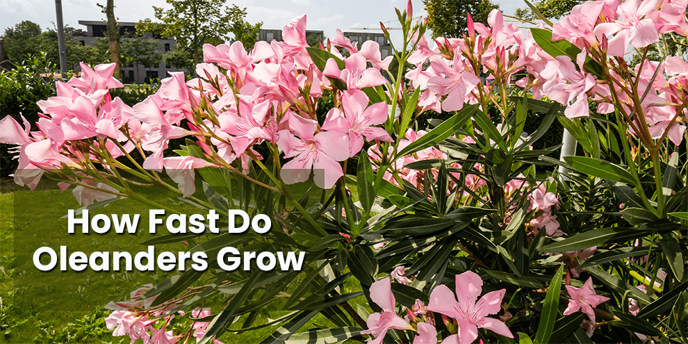 How Fast Do Oleanders Grow 