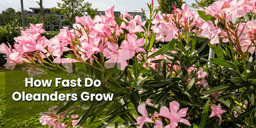 How Fast Do Oleanders Grow