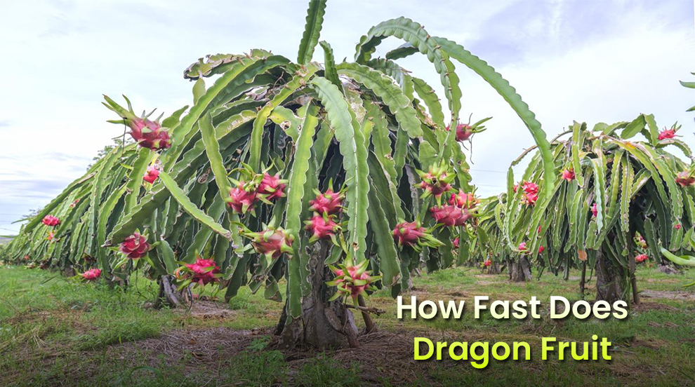 How Fast Does Dragon Fruit Grow