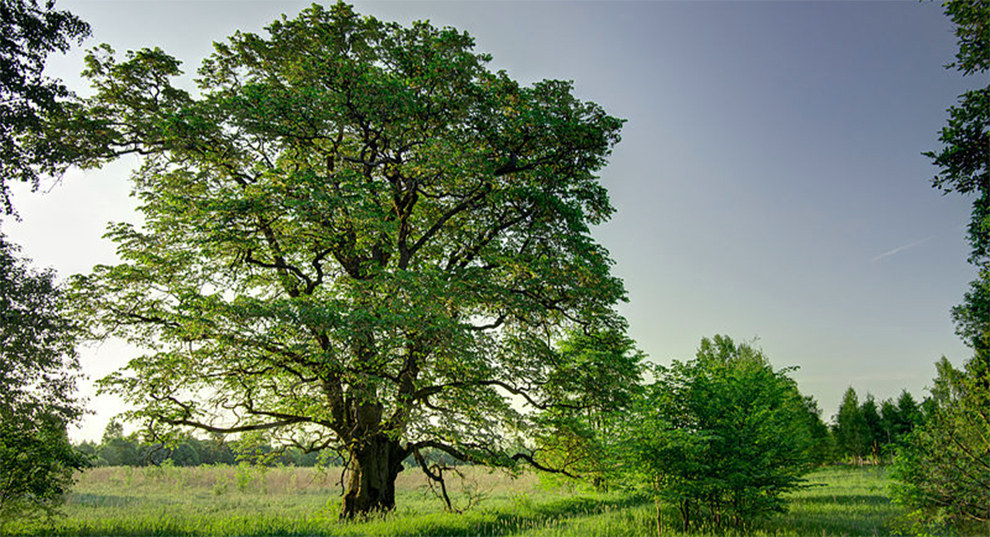 How Long Do Alder Trees Live