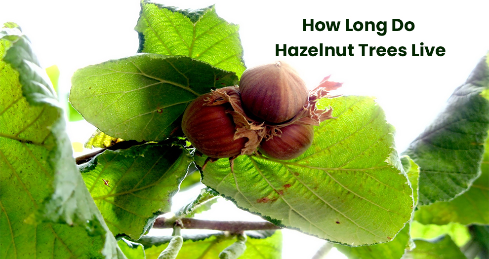 How Long Do Hazelnut Trees Live