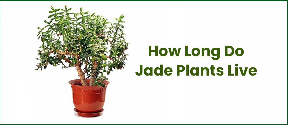 How Long Do Jade Plants Live 