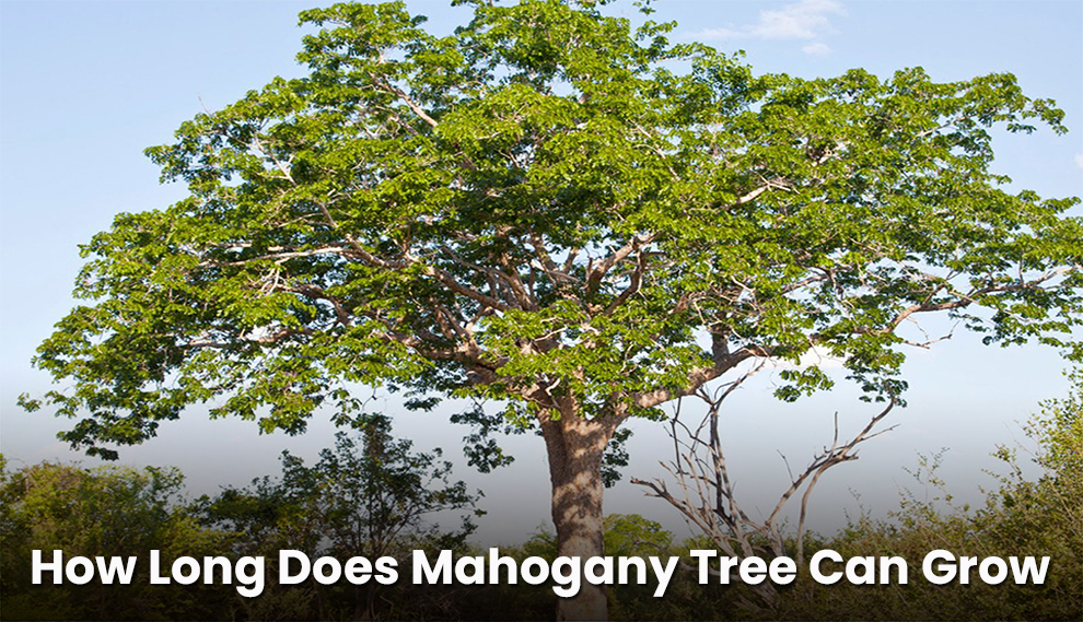 How Long Does Mahogany Tree Can Grow