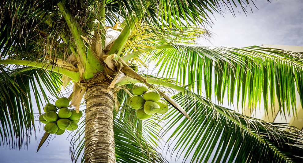 How Many Years Does It Take For Coconut Tree