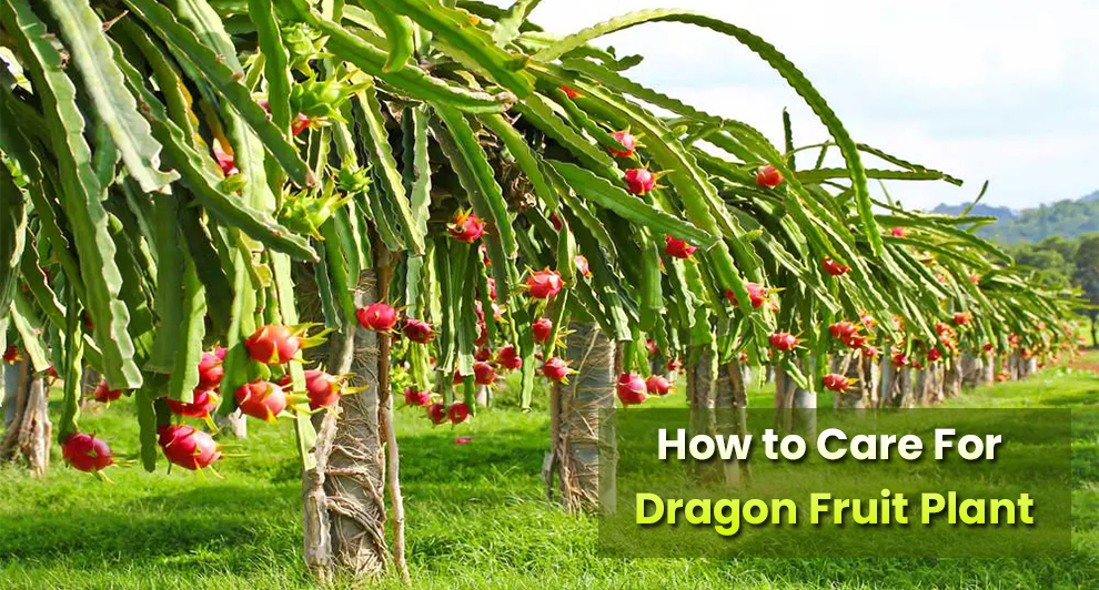 How to Care For Dragon Fruit Plant